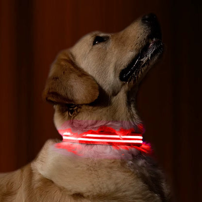 GlowPawGlow (Safety Glow Collar)