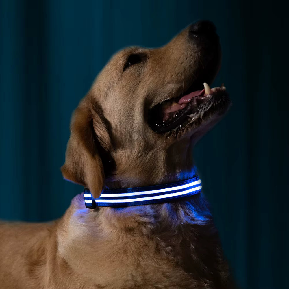 GlowPawGlow (Safety Glow Collar)