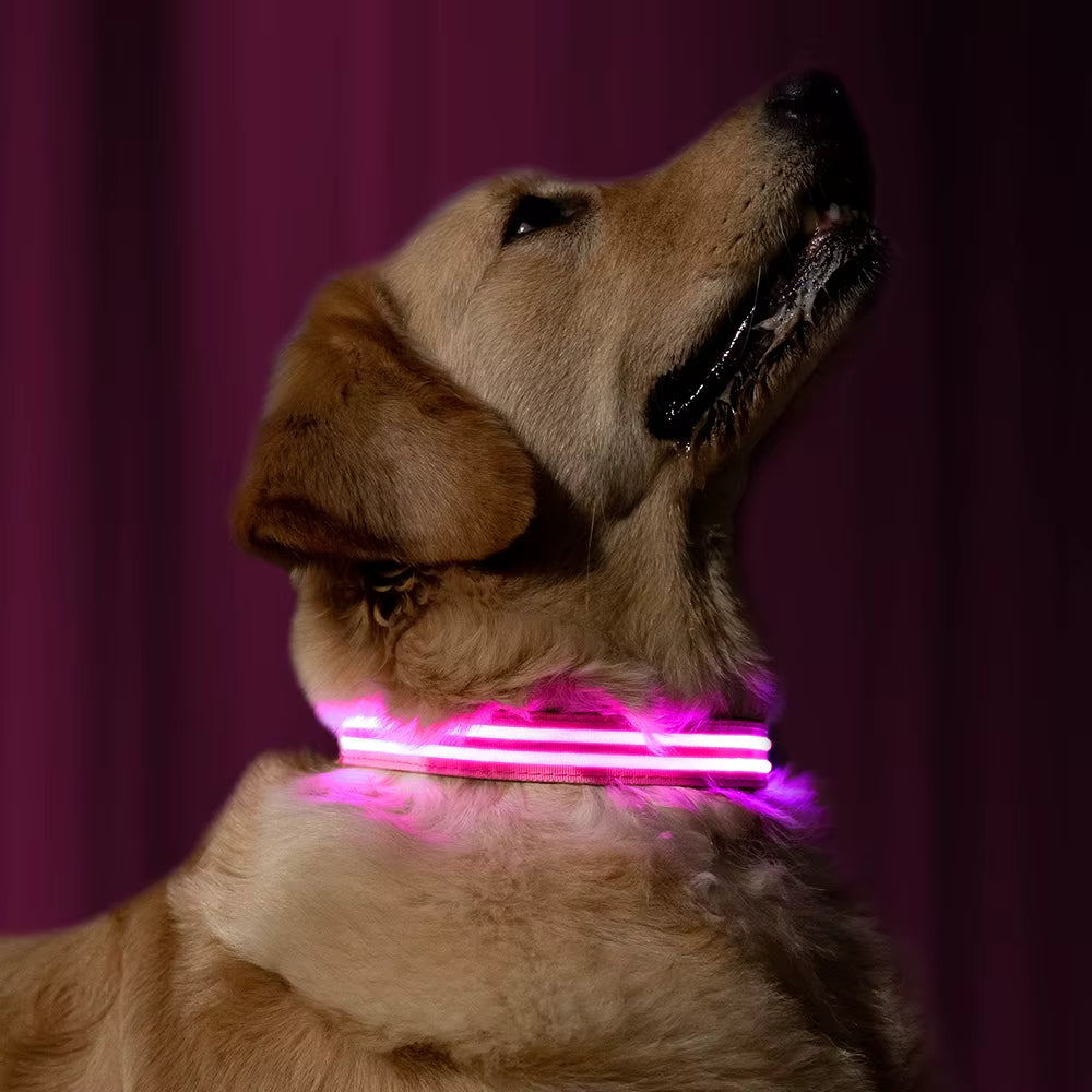 GlowPawGlow (Safety Glow Collar)